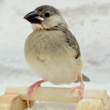 【動画更新🪄ひとり餌になりました‪☆】これから先の未来が楽しみ♬*° 桜文鳥 ヒナ