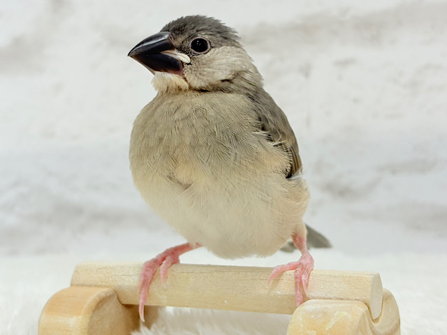 【動画更新🪄ひとり餌になりました‪☆】これから先の未来が楽しみ♬*° 桜文鳥 ヒナ