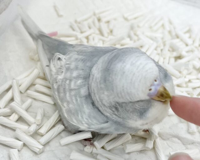 ジャンボセキセイインコ