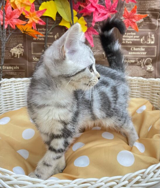 ちょっとツンデレな私💖アメリカンショートヘアー(シルバータビー)🩶🖤女の子💕2025年7月17日生まれ アメリカンショートヘア