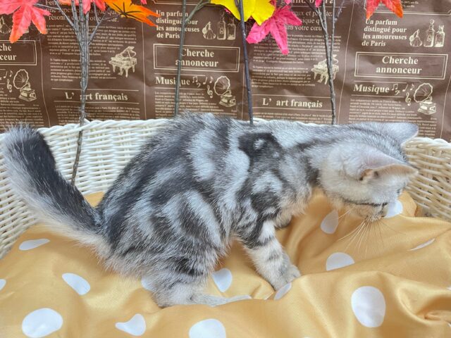 ちょっとツンデレな私💖アメリカンショートヘアー(シルバータビー)🩶🖤女の子💕2025年7月17日生まれ アメリカンショートヘア