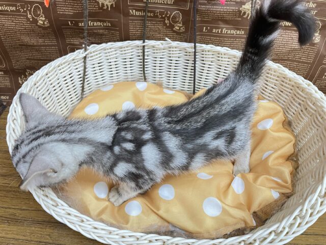 ちょっとツンデレな私💖アメリカンショートヘアー(シルバータビー)🩶🖤女の子💕2025年7月17日生まれ アメリカンショートヘア