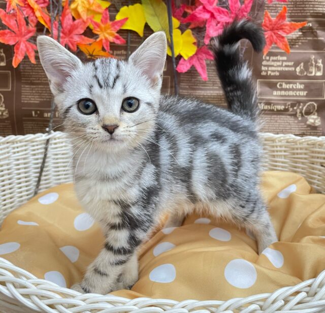 ちょっとツンデレな私💖アメリカンショートヘアー(シルバータビー)🩶🖤女の子💕2025年7月17日生まれ アメリカンショートヘア