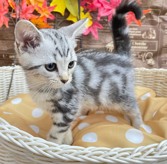 ちょっとツンデレな私💖アメリカンショートヘアー(シルバータビー)🩶🖤女の子💕2025年7月17日生まれ アメリカンショートヘア