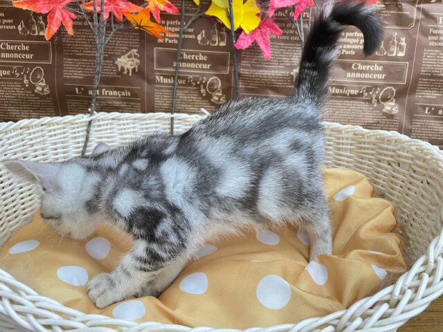 ちょっとツンデレな私💖アメリカンショートヘアー(シルバータビー)🩶🖤女の子💕2025年7月17日生まれ アメリカンショートヘア