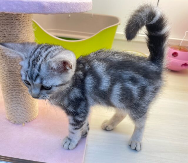 ちょっとツンデレな私💖アメリカンショートヘアー(シルバータビー)🩶🖤女の子💕2025年7月17日生まれ アメリカンショートヘア