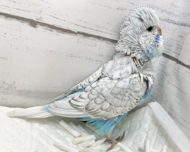 ジャンボセキセイインコ