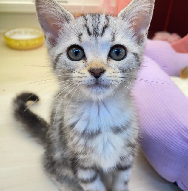 ちょっとツンデレな私💖アメリカンショートヘアー(シルバータビー)🩶🖤女の子💕2025年7月17日生まれ アメリカンショートヘア