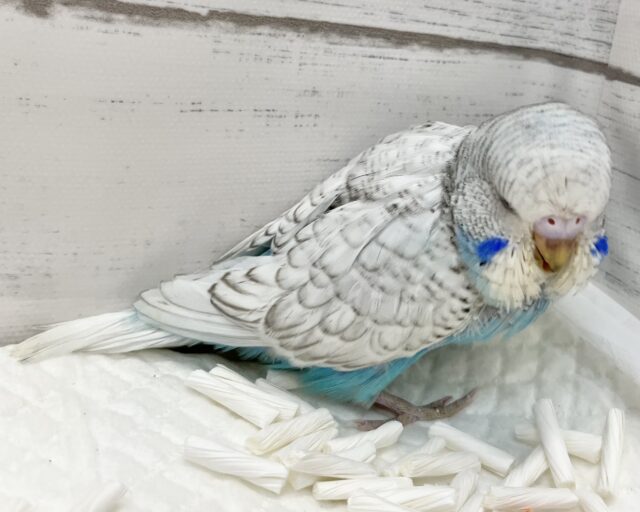 ジャンボセキセイインコ