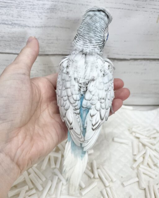 ジャンボセキセイインコ