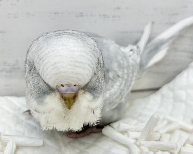 ジャンボセキセイインコ