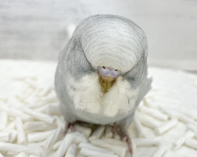 ジャンボセキセイインコ
