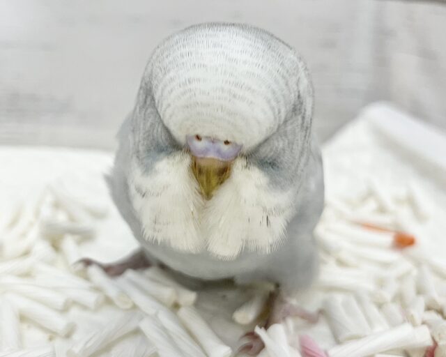 ジャンボセキセイインコ