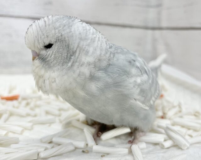 ジャンボセキセイインコ