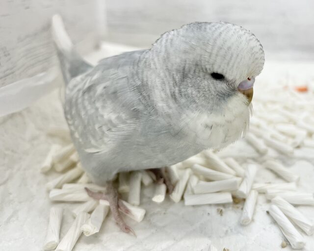 ジャンボセキセイインコ