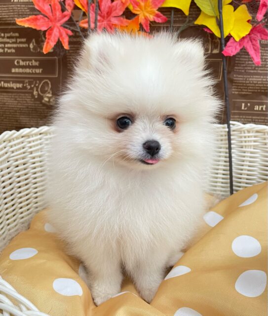 あざといポメたん💞ポメラニアン(クリーム)🍨女の子💕‪2025年7月24日生まれ