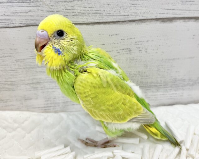 セキセイインコ