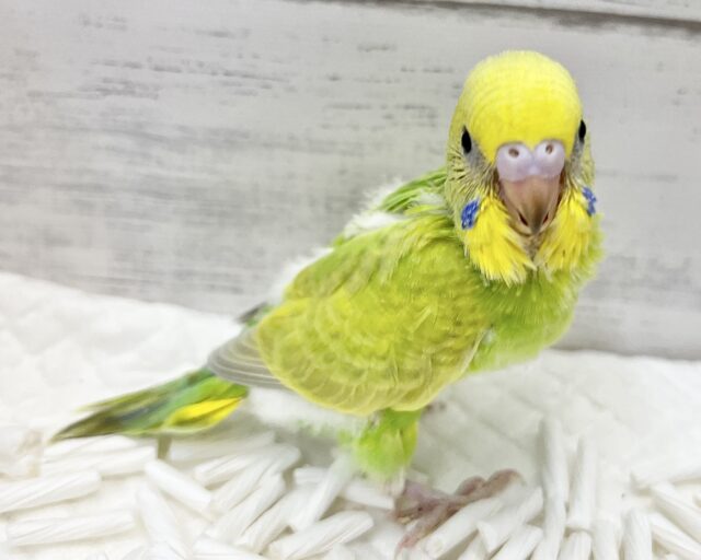 セキセイインコ