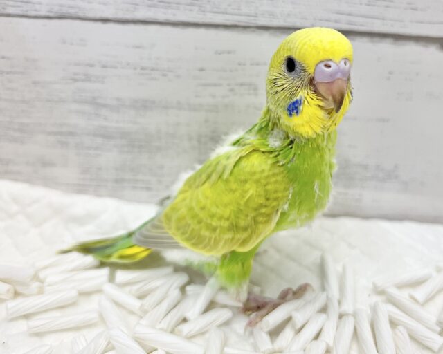 セキセイインコ