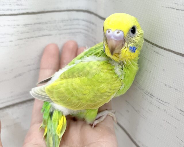 セキセイインコ