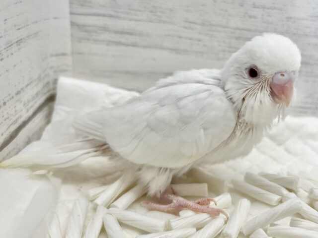 セキセイインコ