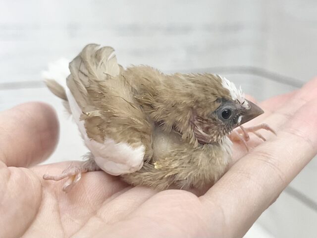 十姉妹（ジュウシマツ）