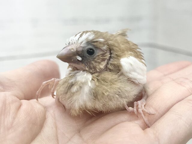 十姉妹（ジュウシマツ）