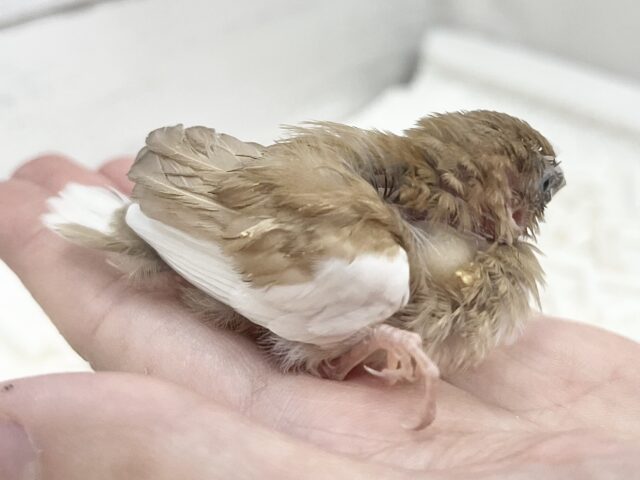 十姉妹（ジュウシマツ）