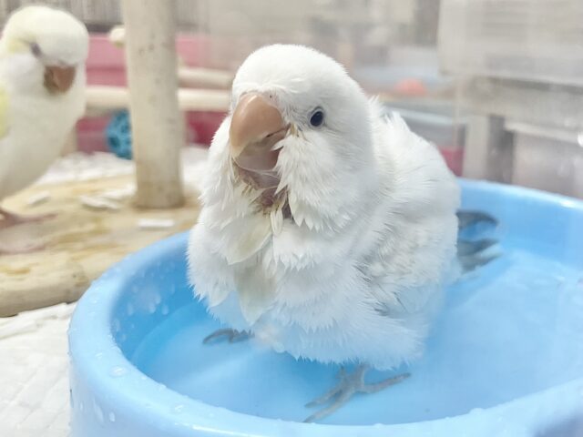 オキナインコ