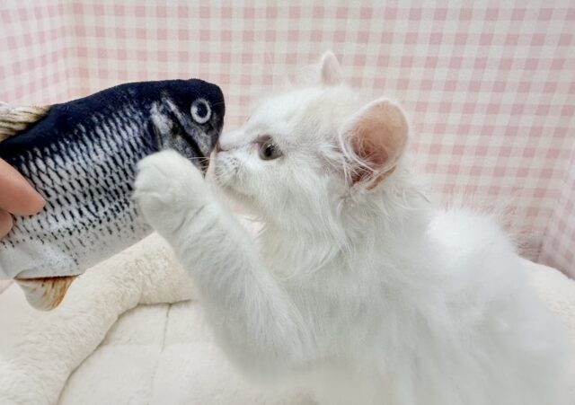 スコティッシュフォールド