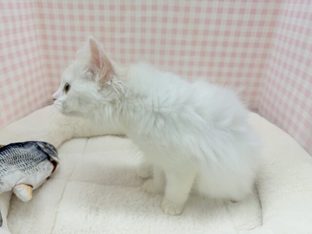 スコティッシュフォールド