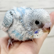 キレイなクルクルスパングル🩵✨セキセイインコ（ブルースパングル）