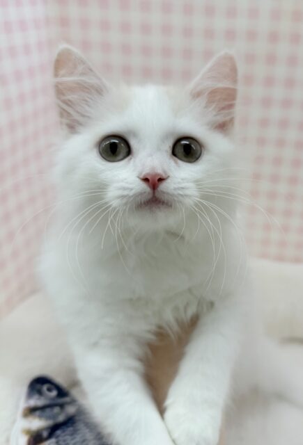 スコティッシュフォールド