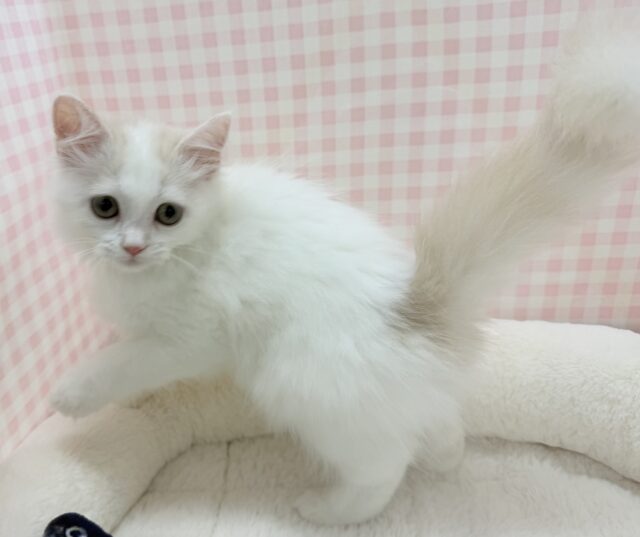 スコティッシュフォールド