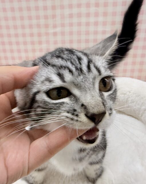 最新📷懐っこすぎてメロメロになっちゃう!マンチカン マンチカン