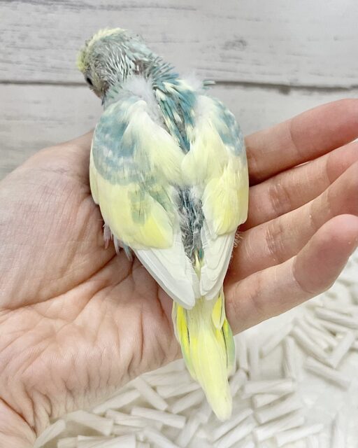 セキセイインコ