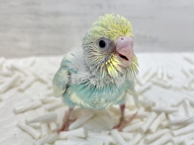 セキセイインコ