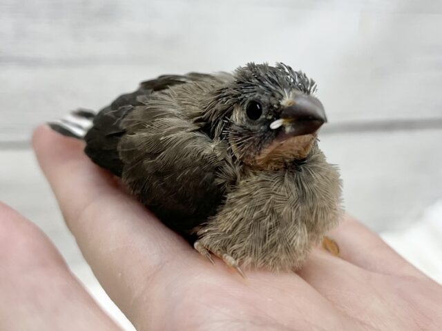 十姉妹（ジュウシマツ）