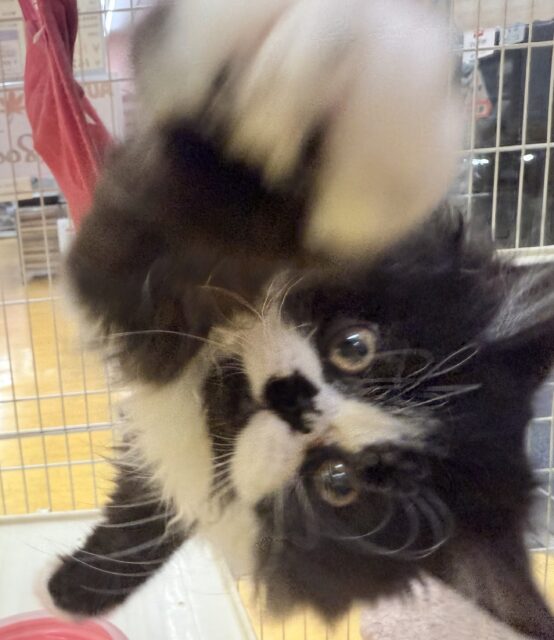 フォールデックス