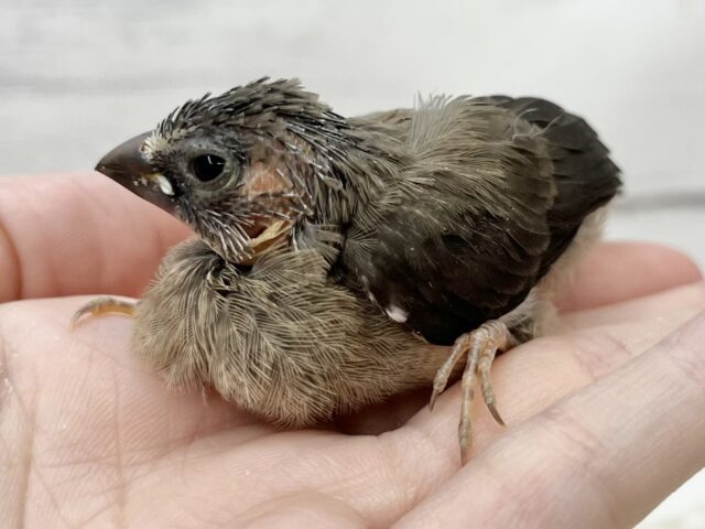 十姉妹（ジュウシマツ）