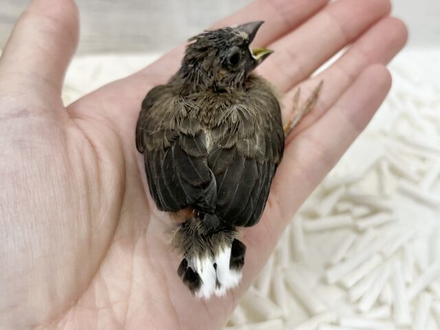 十姉妹（ジュウシマツ）