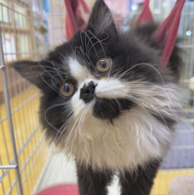 フォールデックス