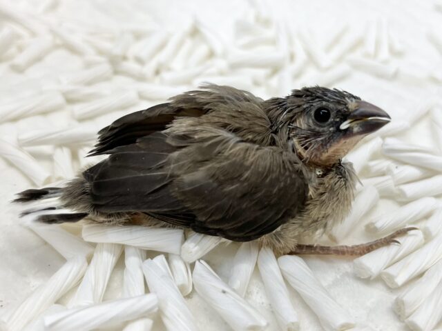 十姉妹（ジュウシマツ）