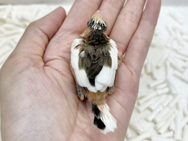 十姉妹（ジュウシマツ）