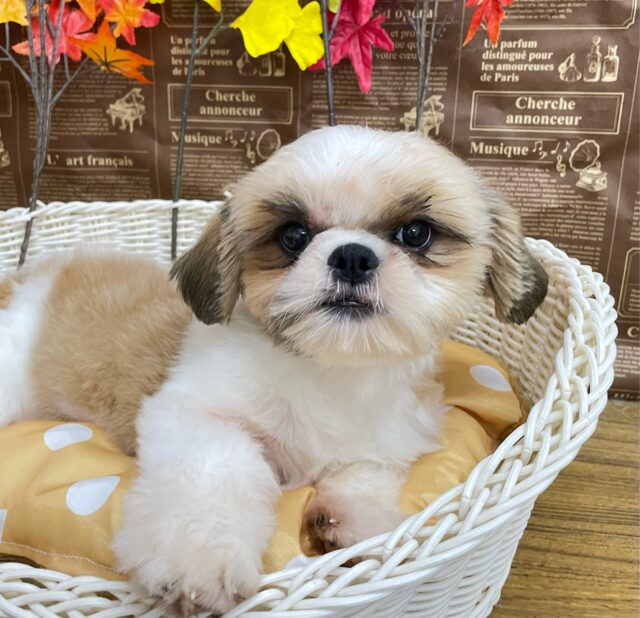 𝒔𝒆𝒂🌊🐬zoo🐶シーズー(ゴールド＆ホワイト)🥇‎🤍女の子💖2025年5月15日生まれ