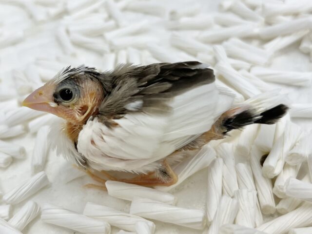 十姉妹（ジュウシマツ）