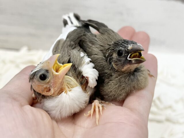 十姉妹（ジュウシマツ）