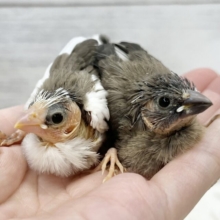 十姉妹〜ズがやってきた🕊️💫十姉妹（茶白）