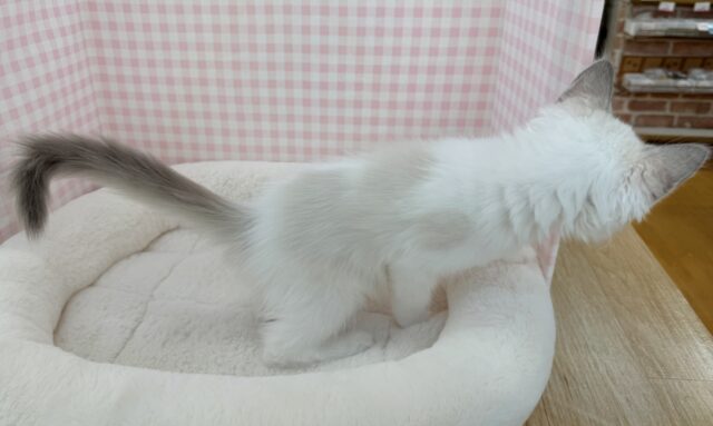 最新📷美猫降臨!ラグドールの女の子! ラグドール