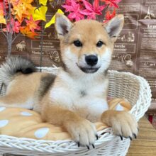 しばしばい〜ぬッ❕🐕柴犬(赤)💙男の子💙2025年6月23生まれ